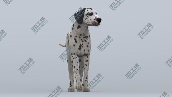images/goods_img/20210312/Dalmatian Rigged 3D model/5.jpg
